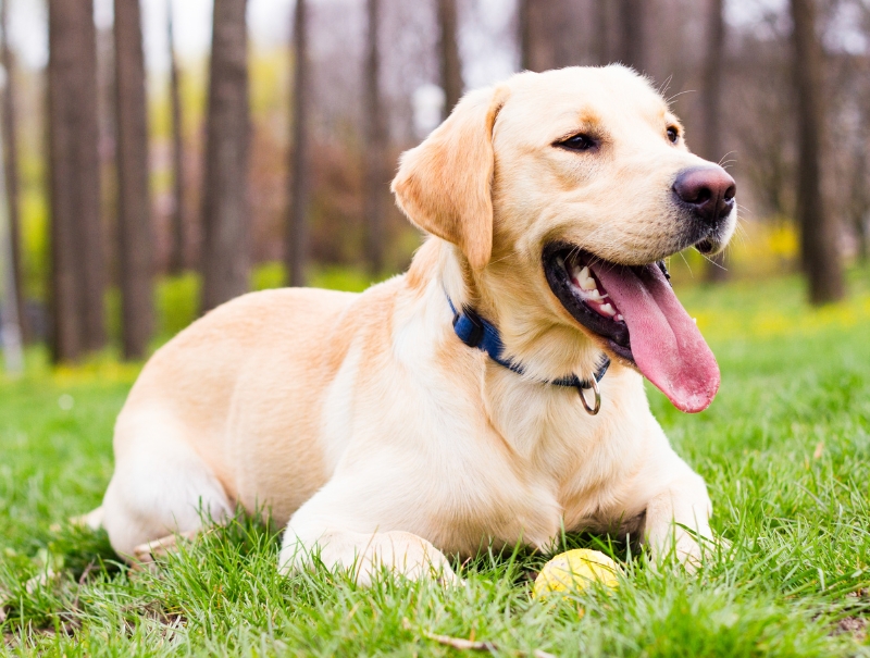 Animal Care Center of Hays County Veterinary Forms