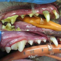 Dental before and after pics