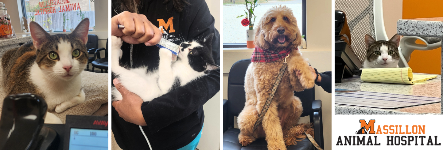Massillon Animal Hospital