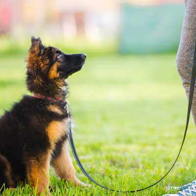 Canine Good Citizen Class