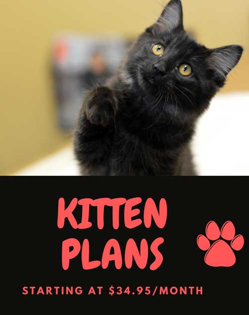 Kitten Wellness Plans