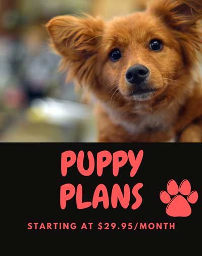 Puppy Wellness Plans